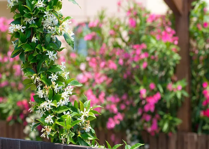 In Near The * קיוטארי